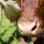 Rinderschnauze, Bovinae, Fauna, Funes, Hornträger, Kuh, Nahaufnahme, Rind, Rinder, Rindermaul, Rinderschnauze, Rindviecher, Rindvieh, Tiere, Villnöß, Wiederkäuer, bos, bos taurus, bovina, bovini, bovis, cattle, manzo, ox, vaccina