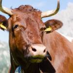 Nahaufnahme Rind, Bovinae, Fauna, Funes, Hornträger, Kuh, Rind, Rinder, Rindviecher, Rindvieh, Tiere, Villnöß, Wiederkäuer, bos, bos taurus, bovina, bovini, bovis, cattle, manzo, ox, vaccina