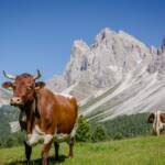 Geislerspitzen, Alm, Alto Adige, Berg, Berge, Bovinae, Fauna, Funes, Geisler, Geisler Gruppe, Geislergruppe, Geislerspitzen, Hornträger, Kuh, Matte, Odle, Odles, Rind, Rinder, Rindviecher, Rindvieh, South Tyrol, Sudtirol, Sudtirolo, Suedtirol, Südtirol, Tiere, Villnöß, Weide, Wiederkäuer, bos, bos taurus, bovina, bovini, bovis, cattle, manzo, ox, vaccina