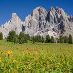 Geislerspitzen, Alto Adige, Baum, Berg, Berge, Blumenwiese, Bäume, Funes, Geisler, Geisler Gruppe, Geislergruppe, Geislerspitzen, Odle, Odles, South Tyrol, Sudtirol, Sudtirolo, Suedtirol, Südtirol, Villnöß, Wiese, albero, tree