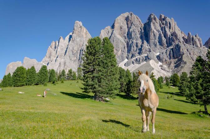 Blonde Schönheit unter den Geislerspitzen