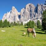 Haflinger vor der Geislergruppe, Alm, Alto Adige, Berg, Berge, Fauna, Funes, Geisler, Geisler Alm, Geisler Gruppe, Geisleralm, Geislergruppe, Geislerspitzen, Gschnagenhardt Alm, Haflinger, Matte, Odle, Odles, Pferd, Pferde, Ross, South Tyrol, Sudtirol, Sudtirolo, Suedtirol, Südtirol, Tiere, Villnöß, Weide, Wiese, cavallo, equino, horse