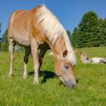Haflinger mit Fohlen, Alm, Alto Adige, Fauna, Funes, Geisler Alm, Geisleralm, Gschnagenhardt Alm, Haflinger, Matte, Pferd, Pferde, Ross, South Tyrol, Sudtirol, Sudtirolo, Suedtirol, Südtirol, Tiere, Villnöß, Weide, Wiese, cavallo, equino, horse