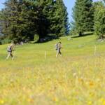 Almwanderung, Alm, Almmatte, Almwanderung, Almwiese, Almwiesen, Alpe, Matte, Wanderer, Wanderung, Weide, Wiese, wandern