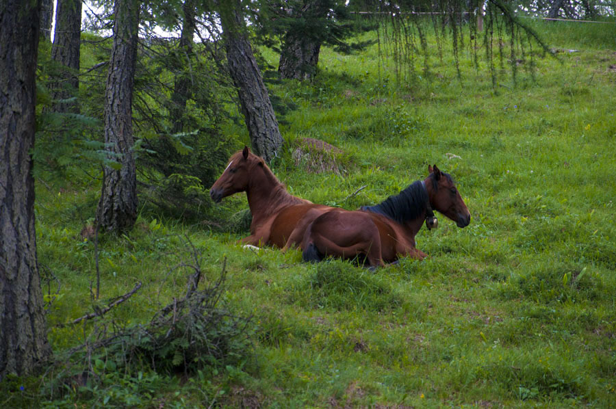 Pferde auf den Lärchenwiesen am Penegal