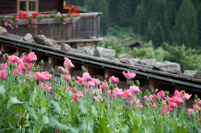 Mohnfelder am Höfeweg im Ultental