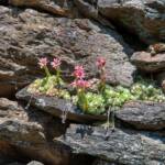 Rosa Steinkraut in Steinmauer, Bodenbedecker, Botanik, Eingrenzung, Flora, Mauer, Pflanze, Rosa Steinkraut, Steinkraut, Steinmauer, Umfassung, Wand, muraglia, muro, rosa, wall