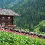 Ultner Mohnfeld, Holzdach, Mohn, Mohnblumen, Mohnfeld, Schindeldach, Ulten, Ultental, Ultimo, Val d’Ultimo