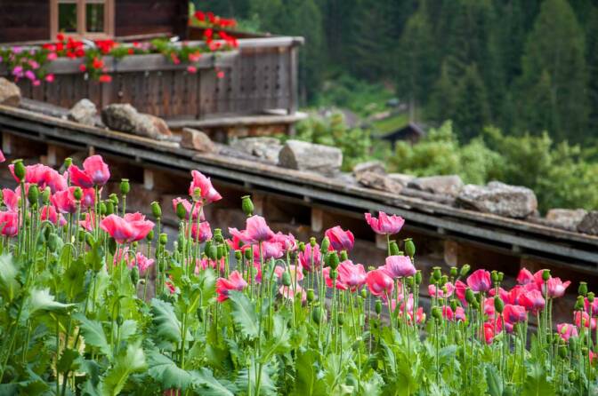 Mohnfelder am Höfeweg im Ultental
