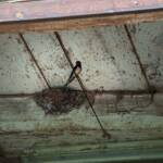 Schwalbe, Vogel, Vögel