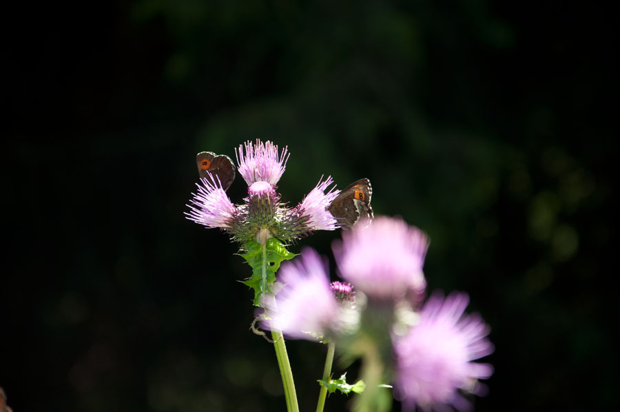 Schmetterlinge auf einer Distel - Bei der Wanderung zur Laugenalm ein häufiger Anblick