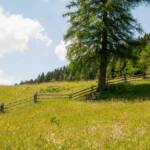 Baum, Bäume, Wiese, albero, tree