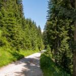 Waldweg, zur Laugenalm