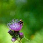 Botanik, Flora, Pflanze