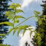 Farn, Botanik, Farn, Farnwedel, Flora, Gefäßsporenpflanze, Pflanze