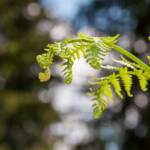 Farn, Botanik, Farn, Farnwedel, Flora, Gefäßsporenpflanze, Pflanze