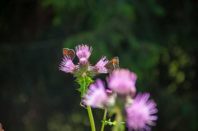 Schmetterlinge auf einer Distel - Bei der Wanderung zur Laugenalm ein häufiger Anblick