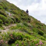 Almrosen, wandern