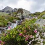Alpenrosen am Bach, Almblumen, Almrausch, Almrose, Almrosen, Alpenblume, Alpenblumen, Alpenflora, Alpenpflanze, Alpenpflanzen, Alpenrose, Alpenrosen, Bach, Bergflora, Falschauerbach, Fels, Felsen, Gebirgsbach, Gewässer, Rhododendren, Rhododendron