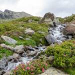 Gebirgsbach, Almblumen, Almrausch, Almrose, Almrosen, Alpenblume, Alpenblumen, Alpenflora, Alpenpflanze, Alpenpflanzen, Alpenrose, Alpenrosen, Alto Adige, Bach, Bergflora, Falschauerbach, Fels, Felsen, Gebirgsbach, Gewässer, Rhododendren, Rhododendron, South Tyrol, Sudtirol, Sudtirolo, Suedtirol, Südtirol, Ulten, Ultimo