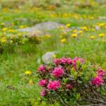 Almrosen Wiese, Almblumen, Almmatte, Almrausch, Almrose, Almrosen, Almwiese, Almwiesen, Alpe, Alpenblume, Alpenblumen, Alpenflora, Alpenpflanze, Alpenpflanzen, Alpenrose, Alpenrosen, Alto Adige, Bergflora, Botanik, Flora, Pflanze, Rhododendren, Rhododendron, South Tyrol, Sudtirol, Sudtirolo, Suedtirol, Südtirol, Ulten, Ultimo, Wiese