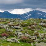 Steinwiese mit Alpenrosen, Almblumen, Almrausch, Almrose, Almrosen, Alpenblume, Alpenblumen, Alpenflora, Alpenpflanze, Alpenpflanzen, Alpenrose, Alpenrosen, Alto Adige, Berg, Berge, Bergflora, Fels, Felsen, Gestein, Rhododendren, Rhododendron, South Tyrol, Sudtirol, Sudtirolo, Suedtirol, Südtirol, Ulten, Ultimo