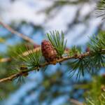 Lärchenzapfen, Botanik, Europäische Lärche, Flora, Kieferngewächse, Lärche, Lärchen, Lärchenzapfen, Pflanze, Samenpflanzen, larch, larice, larix