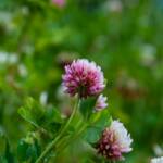 Botanik, Flora, Pflanze