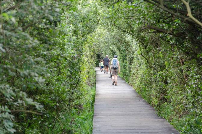 Über einen Holzsteg geht es durch das Biotop am Kalterer See