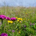 Alpenflora, Almblumen, Alpenblume, Alpenblumen, Alpenflora, Alpenpflanze, Alpenpflanzen, Bartnelke, Bartnelken, Bergflora, Bergnelke, Bergnelken, Blume, Blumen, Botanik, Dianthus, Dianthus barbatus, Dianthus montanus, Flora, Nelken, Pflanze, fiore, fiori