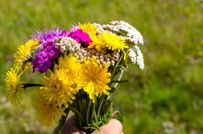 Ein Strauß Alpenblumen.