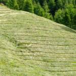 Mahd am Steilhang, Gras, Gräser, Heu, Mahd, Steilhang, Wiese, Wiesenhang, erba, erbe, mähen