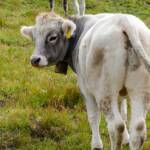 Rinder auf der Weide am Pfunderer Höhenweg, Bovinae, Fauna, Hornträger, Huftiere, Kuh, Nutztiere, Nutzvieh, Ochse, Ovis, Rind, Rinder, Rindviecher, Rindvieh, Stier, Tiere, Wiederkäuer, Zuchttiere, Zuchtvieh, bos, bos taurus, bovina, bovini, bovis, cattle, manzo, ox, vaccina
