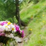 Blumenstrauss aus Alpenblumen, Achillea millefolium, Almblumen, Alpenblume, Alpenblumen, Alpenflora, Alpenpflanze, Alpenpflanzen, Bartnelke, Bartnelken, Bergflora, Bergnelke, Bergnelken, Blume, Blumen, Botanik, Dianthus, Dianthus barbatus, Dianthus montanus, Flora, Gemeine Scharfgarbe, Leucanthemum vulgare, Margerite, Nelken, Pflanze, Scharfgarbe, fiore, fiori