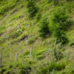 Murmeltiere am Pfunderer Höhenweg, Alpenmurmeltier, Fauna, Marmotta, Murmeltier, Murmeltiere, Nagetiere, Tiere