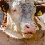Stier auf der Gampilalm am Pfunderer Höhenweg, Bovinae, Fauna, Hornträger, Huftiere, Kuh, Nutztiere, Nutzvieh, Ochse, Ovis, Rind, Rinder, Rindviecher, Rindvieh, Stier, Tiere, Wiederkäuer, Zuchttiere, Zuchtvieh, bos, bos taurus, bovina, bovini, bovis, cattle, manzo, ox, vaccina