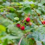 Himbeeren, Beeren, Botanik, Flora, Frucht, Früchte, Himbeere, Obst, Pflanze, Rosengewächse, Rubus ideaus, fruits, frutti