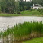 Am Lago Santo, Cembra, Gewässer, Lago Santo, Schilf, Schilfgras, Schilfrohr, See, Ufer, Uferrand, Uferzone, lago, lake