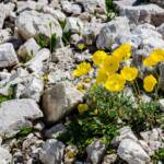 Alpenmohn, Almblumen, Alpenblume, Alpenblumen, Alpenflora, Alpenmohn, Alpenpflanze, Alpenpflanzen, Bergflora, Blume, Blumen, Botanik, Flora, Gelber Alpenmohn, Geröll, Gestein, Pflanze, fiore, fiori