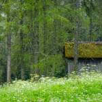 Lärchenwiesen bei Bad Moos, Sexten, Baum, Bäume, Lärche, Lärchen, Pfad, Wanderweg, Weg, Wiese, Wiesenweg, albero, cammino, larch, larice, larix, path, sentiero, tree, way