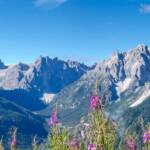 Blumen vor der Sextner Sonnenuhr, Alto Adige, Berg, Berge, Berglandschaft, Cima Dodici, Cima Nove, Cima Tre Scarperi, Cima Tre Scarpieri, Cima Una, Cima Undici, Croda Fiscialina, Croda Rossa di Sesto, Croda dei Toni, Dolomiti di Sesto, Dreischusterspitze, Einser, Einserkofel, Elfer, Elferkofel, Gebirge, Gebirgslandschaft, Hochbrunnerschneide, Lastron dei Scarperi, Monte Popèra, Neuner, Neunerkofel, Oberbachernspitze, Pala di Popèra, Sesto, Sexten, Sextner Dolomiten, Sextner Rotwand, Sextner Sonnenuhr, South Tyrol, Sudtirol, Sudtirolo, Suedtirol, Südtirol, Zehner, Zwölfer, Zwölferkofel