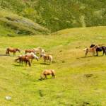 Pferde, Alm, Fauna, Huftiere, Matte, Nutztiere, Nutzvieh, Pferd, Pferde, Ross, Tiere, Weide, Zuchttiere, Zuchtvieh, cavallo, equino, horse