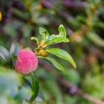 Heidekrautgewächs, Almrausch, Almrose, Almrosen, Alpenrose, Alpenrosen, Botanik, Flora, Pflanze, Rhododendren, Rhododendron, Waldpflanze
