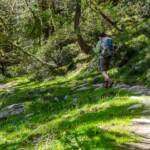 Wanderer auf dem Karnischen Höhenweg, Pfad, Waldweg, Wanderer, Wanderung, Wanderweg, Weg, cammino, path, sentiero, wandern, way