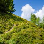 Wanderweg, Botanik, Flora, Pfad, Pflanze, Wanderweg, path, sentiero