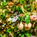 Heidekrautgewächs, Botanik, Flora, Pflanze