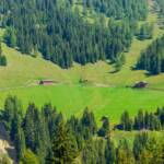Almwanderung im Gsiesertal, Alm, Almenlandschaft, Almlandschaft, Botanik, Flora, Matte, Pflanze, Weide