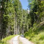 Wanderweg, Botanik, Flora, Forststraße, Forstweg, Nadelbaum, Nadelbäume, Nadelgehölze, Pflanze, Wald, Waldweg, Weg, cammino, way