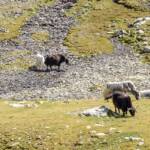 Hochlandrinder, Bovinae, Fauna, Hornträger, Paarhufer, Rind, Rinder, Rindviecher, Rindvieh, Schottisches Hochlandrind, Tiere, Wiederkäuer, bos, bos taurus, bovina, bovini, bovis, cattle, manzo, ox, vaccina