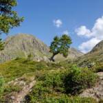 Windgebeugt, Nadelbaum, Nadelbäume, Nadelgehölze